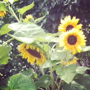 Sunflowers